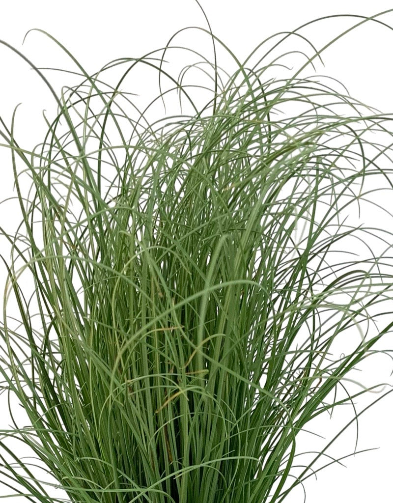 Carex comans 'Frosted Curls'