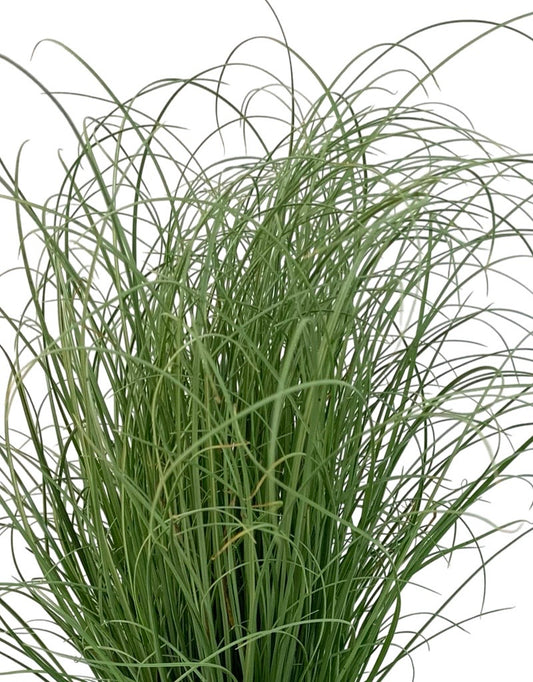 Carex comans 'Frosted Curls'
