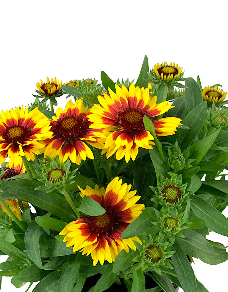 Gaillardia 'Arizona Sun' 1 Gallon