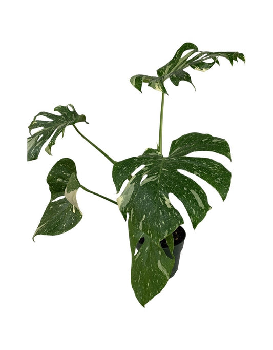 Monstera 'Thai Constellation'