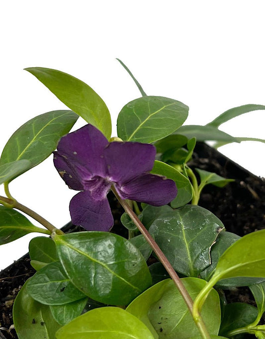 Vinca minor 'Atropurpurea' - The Garden Corner