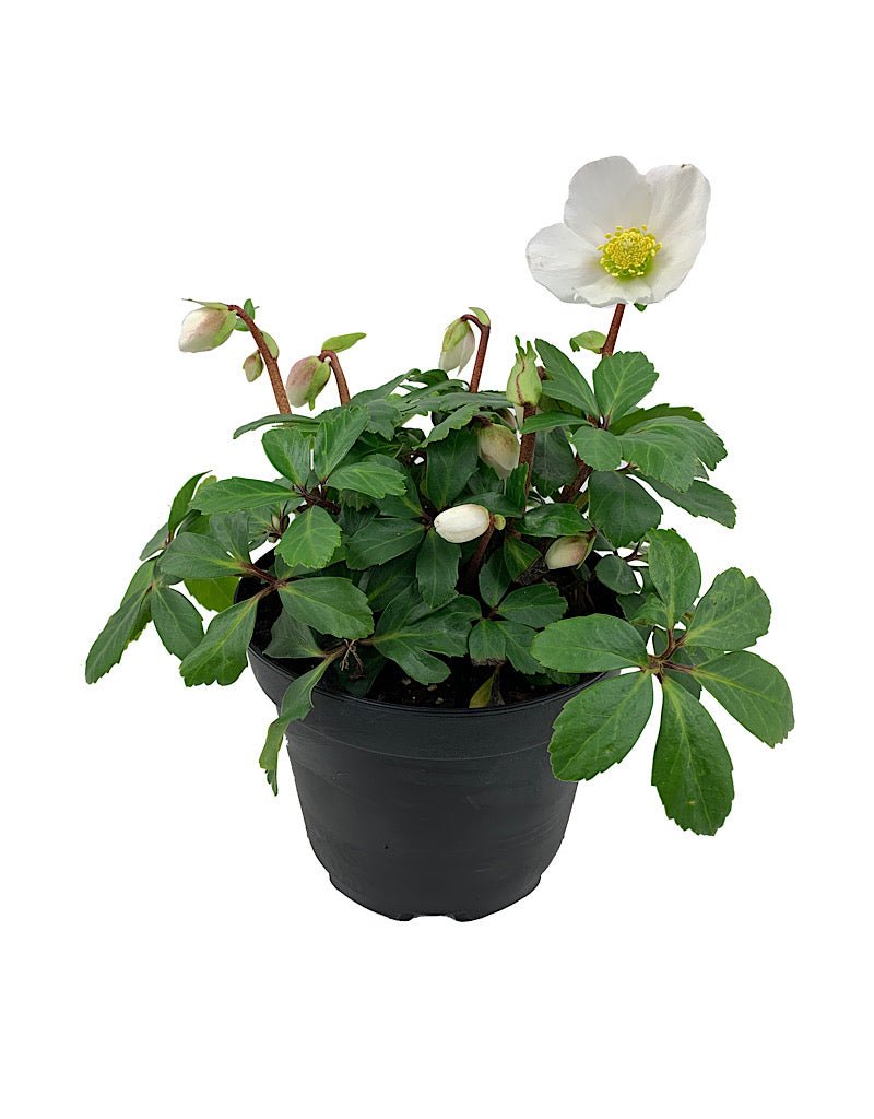 Helleborus 'Jacob' - The Garden Corner