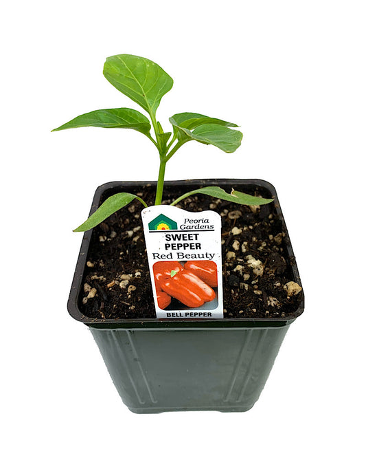 Pepper 'Red Beauty'