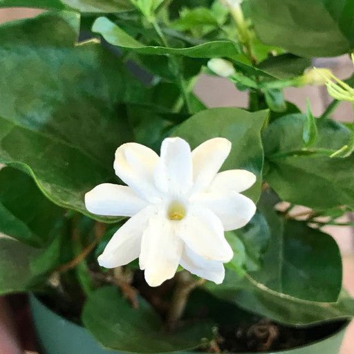 Jasmine sambac - 6 inch - The Garden Corner