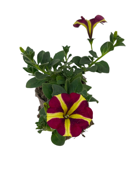 Petunia 'Amore Queen of Hearts'