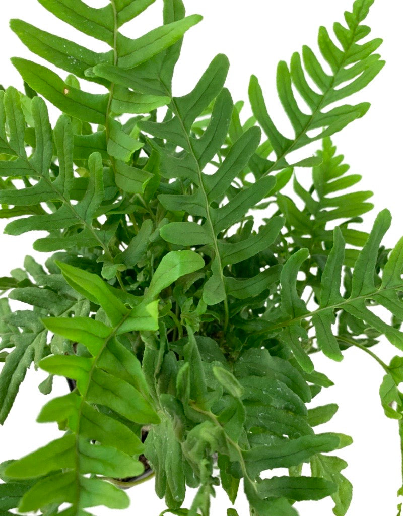 Polypodium vulgare