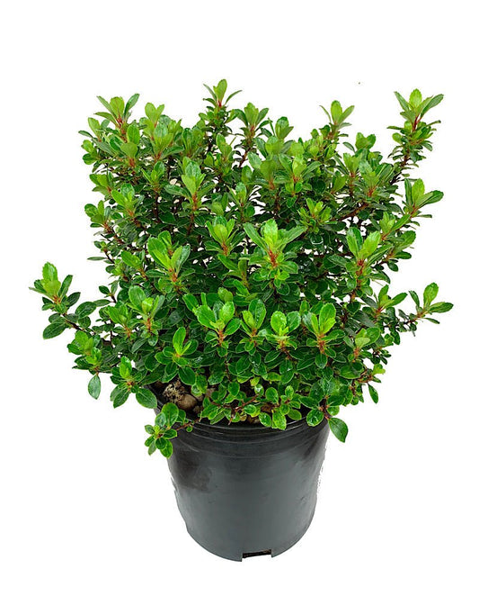 Escallonia 'Compakta' 1 Gallon - The Garden Corner