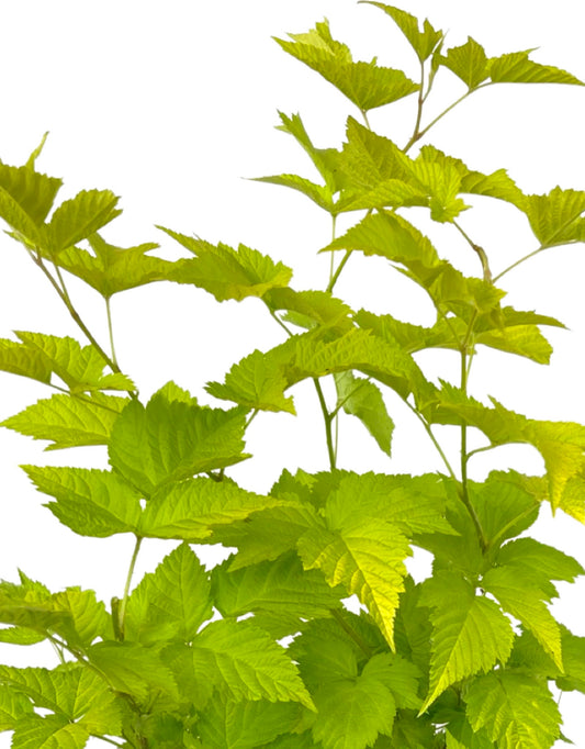Rubus spectabilis 'Golden Ruby'