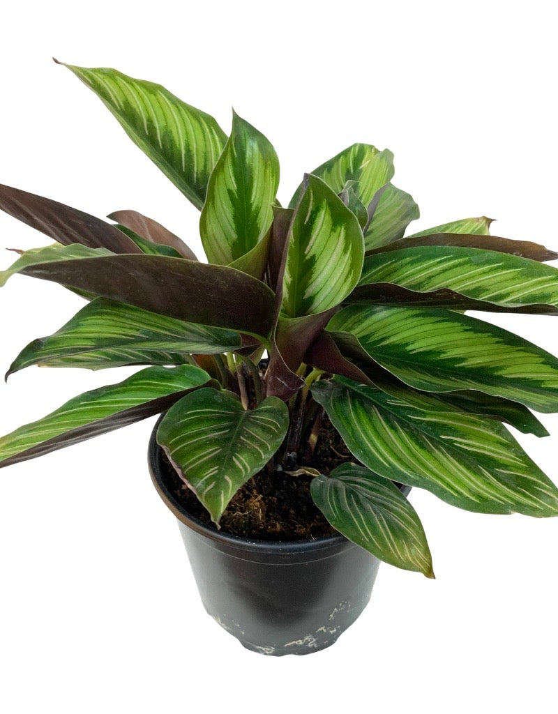 Calathea ornata 'Beauty Star'