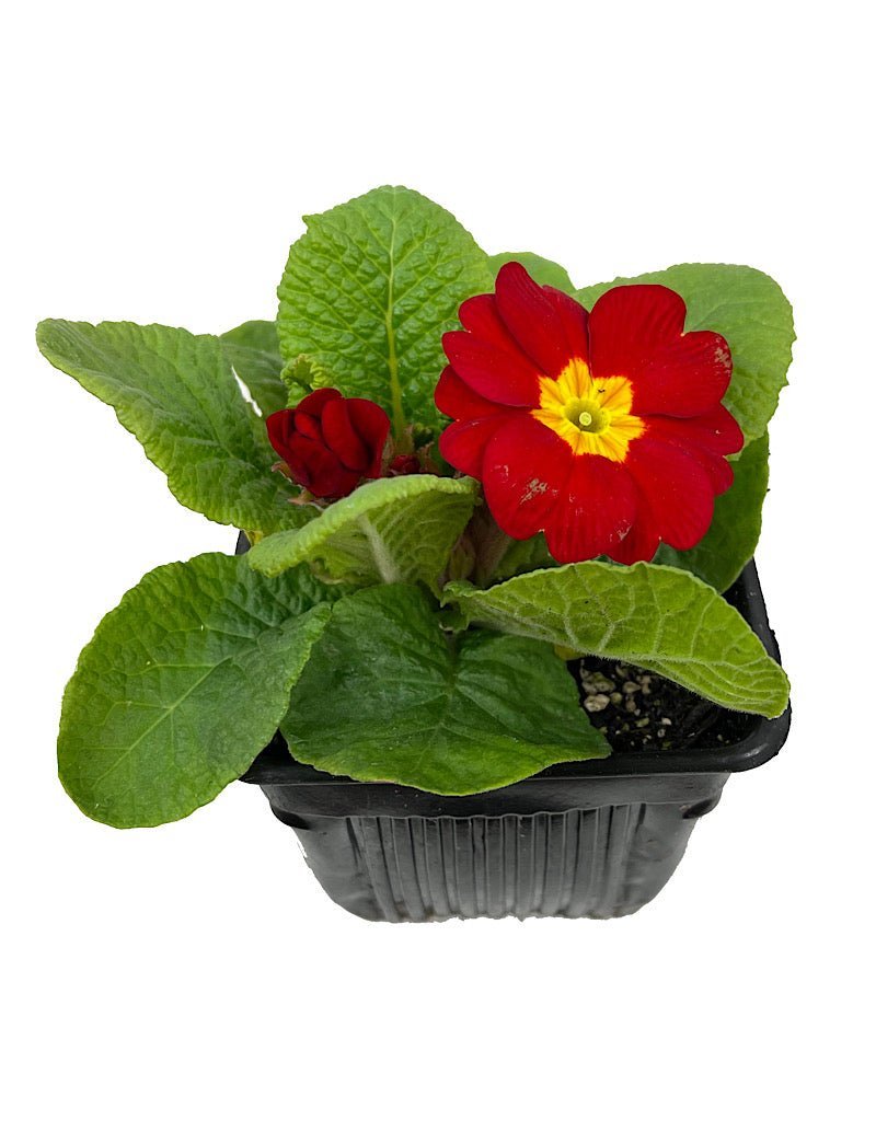 Primrose - Seasonal Plant