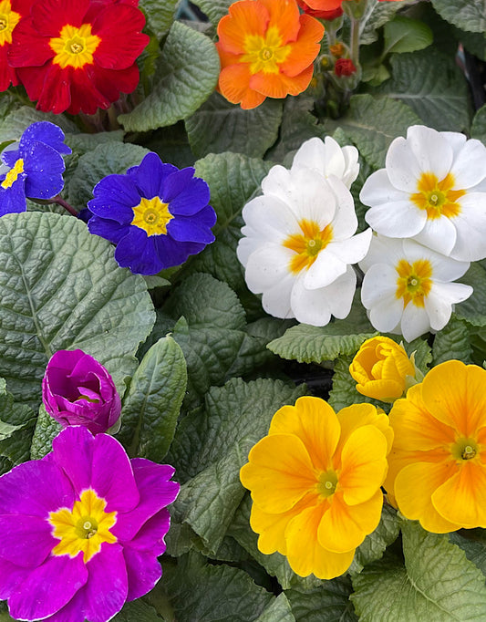 Primrose