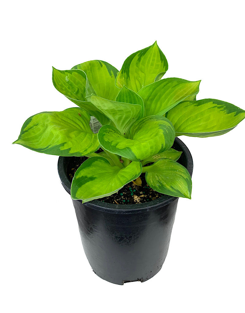 Hosta 'Rainforest Sunrise'