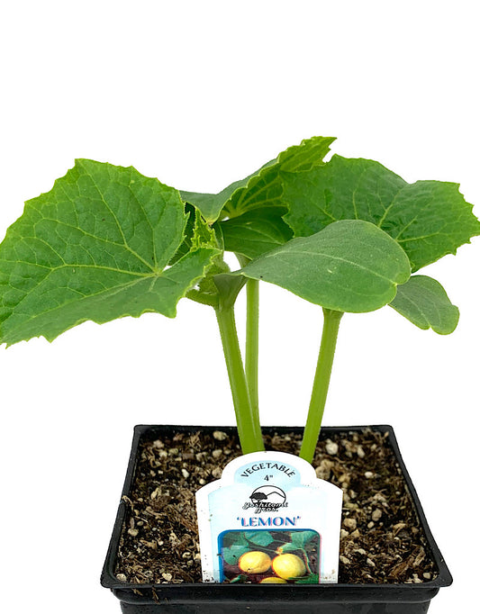 Cucumber 'Lemon'