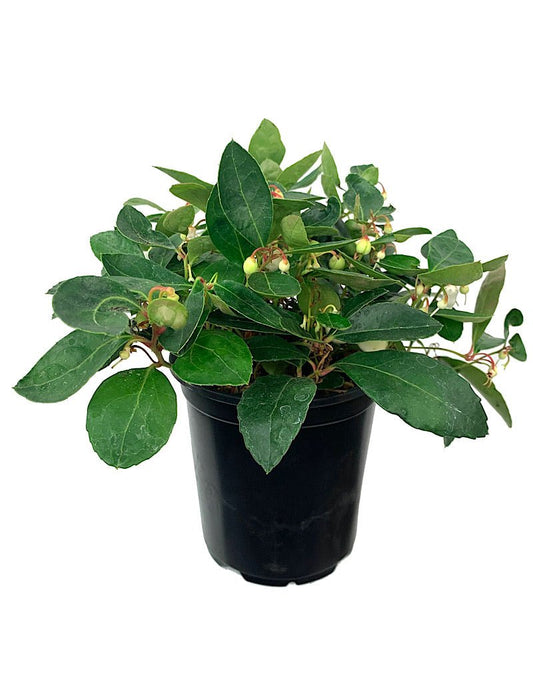 Gaultheria procumbens 'Winter Fiesta' - The Garden Corner