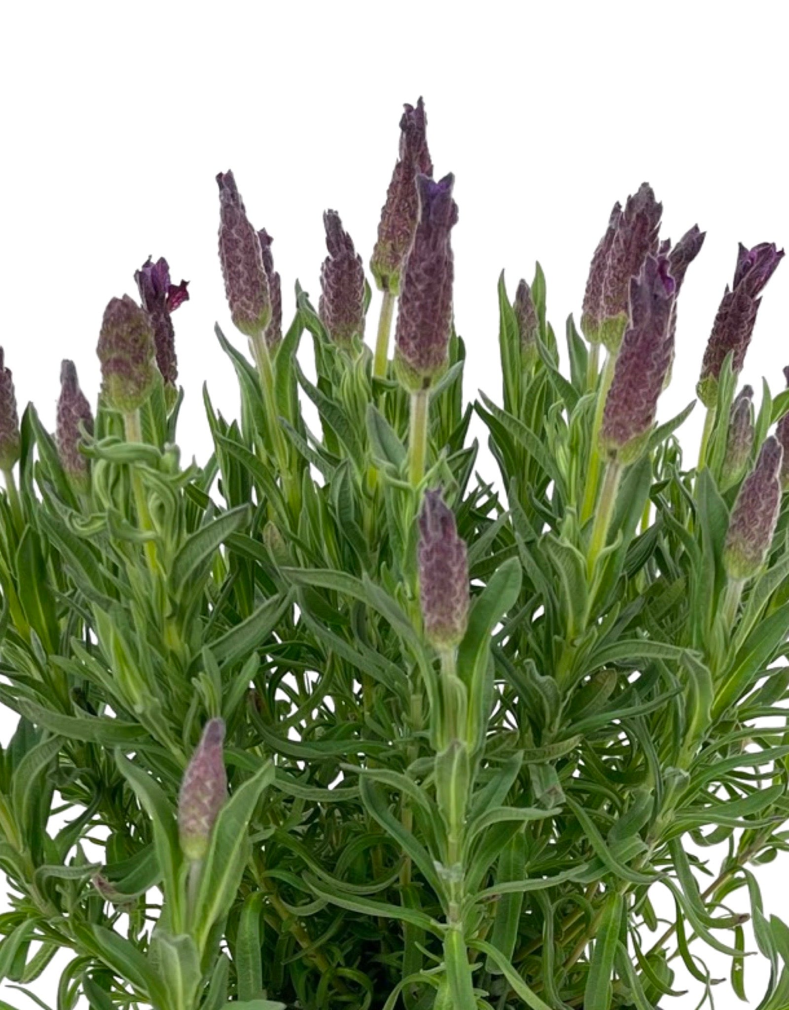 lavela lavender plant Lavandula stoechas 'LaVela Dark Violet' – The Garden Corner