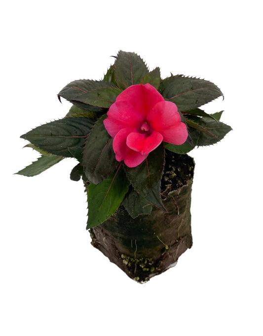Sunpatiens 'Compact Deep Rose' - The Garden Corner