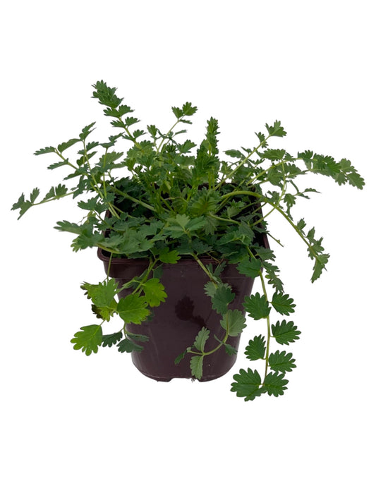 Sanguisorba officinalis 4 Inch - The Garden Corner