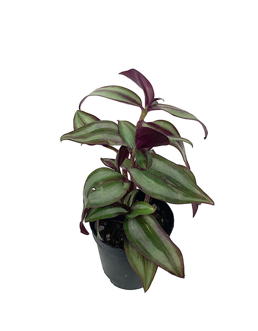 Tradescantia zebrina 'Red' - House Plants