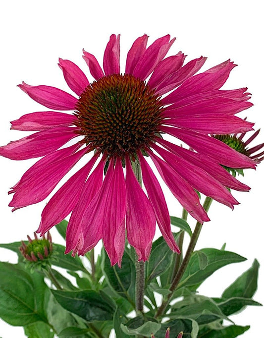 Echinacea 'Kismet Raspberry' Quart - The Garden Corner