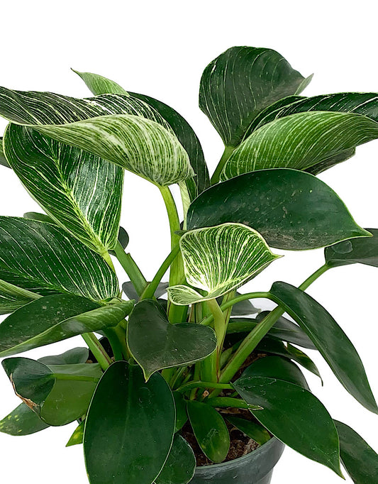 Philodendron 'Birkin'