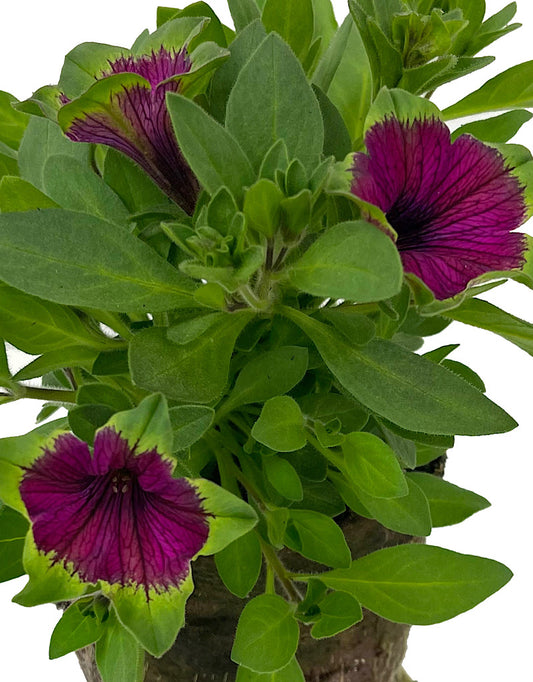 Petunia 'Picasso in Purple'