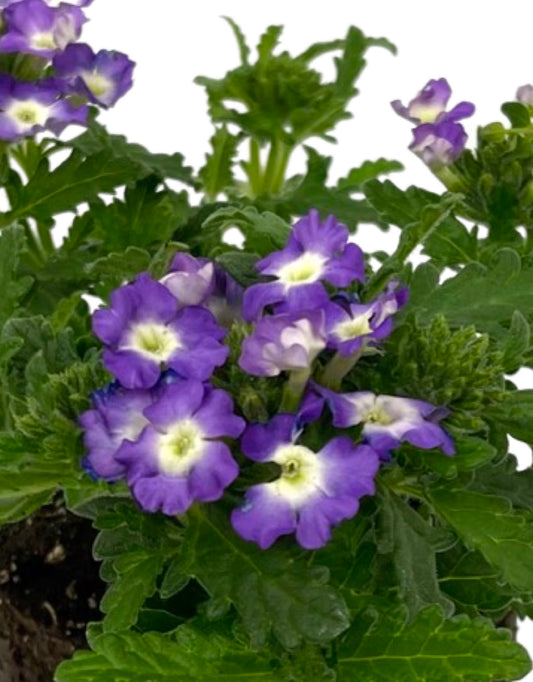 Verbena 'Empress Flair Blue Charme'