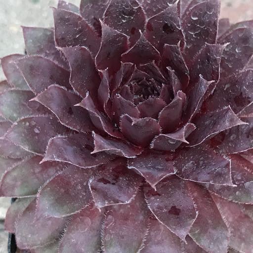 Sempervivum 'Royal Ruby' 4 inch - The Garden Corner