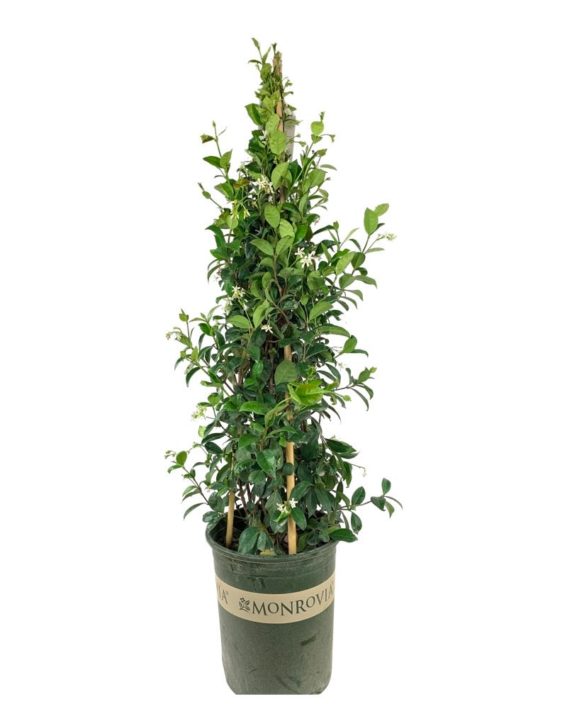 Trachelospermum jasminoides 5 Gallon Staked - Shrubs