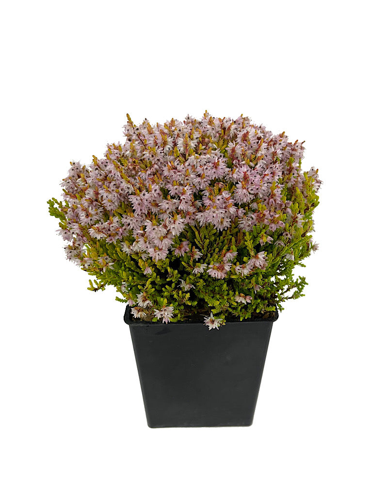 Calluna vulgaris 'Winter Chocolate'