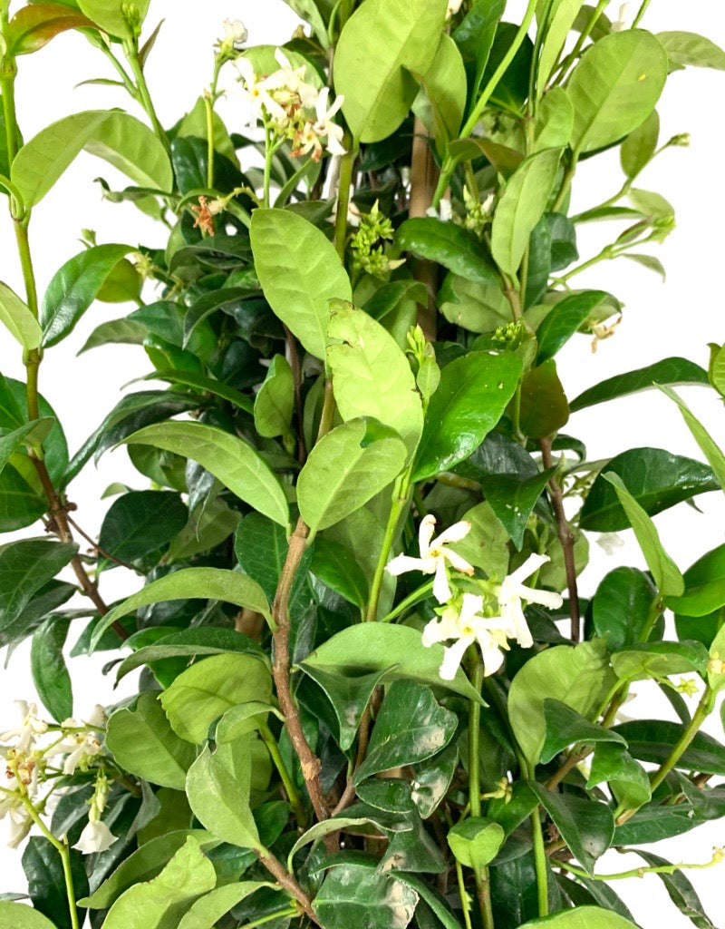 Trachelospermum jasminoides 5 Gallon Staked - Shrubs