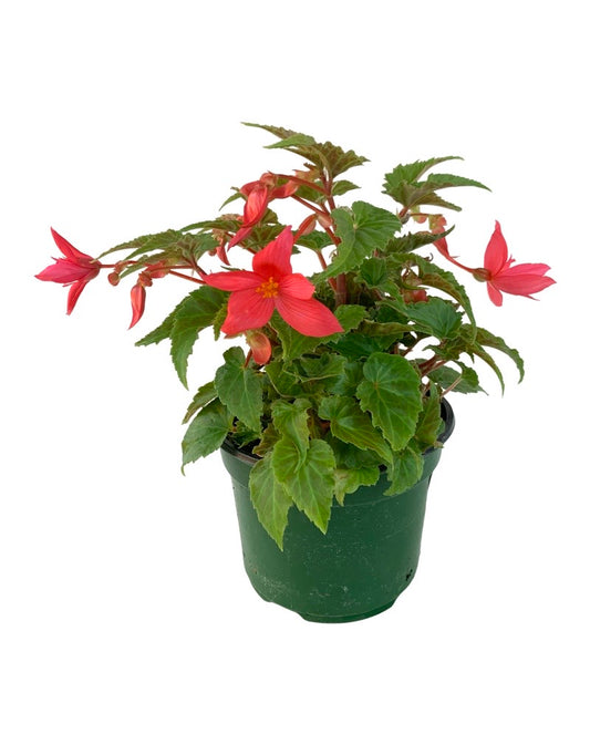 Begonia 'Funky® Pink'