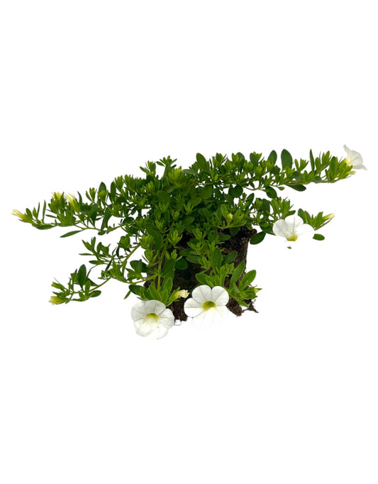 Calibrachoa 'Callie White Improved'