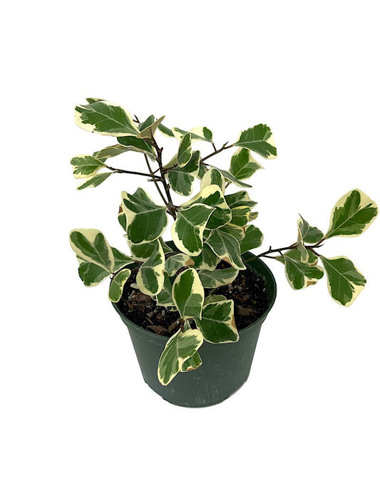 Ficus triangularis 'Variegated' 6 Inch - The Garden Corner
