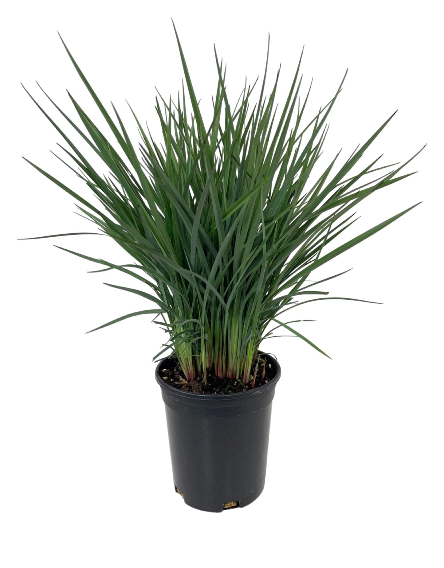 Dianella revoluta 'Coolvista'