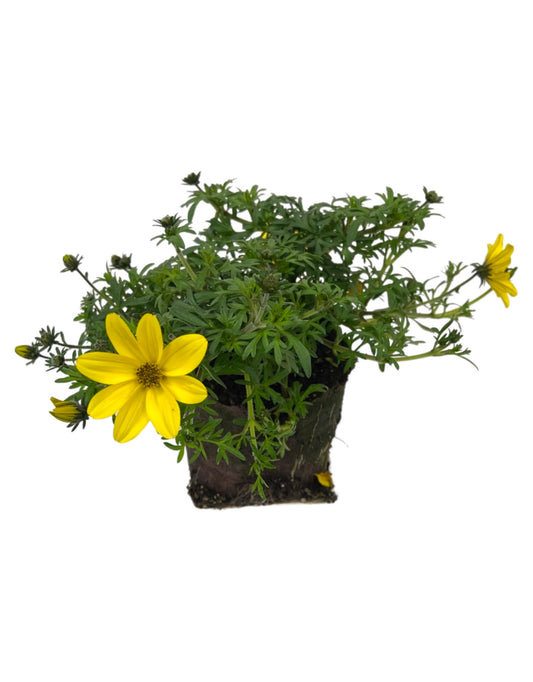 Bidens 'Bidy Gonzales Big'