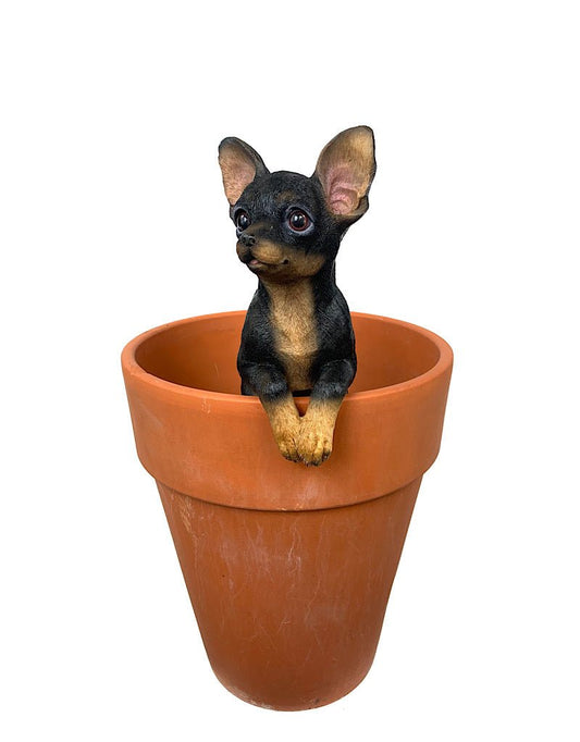 Hang on Chihuahua - The Garden Corner