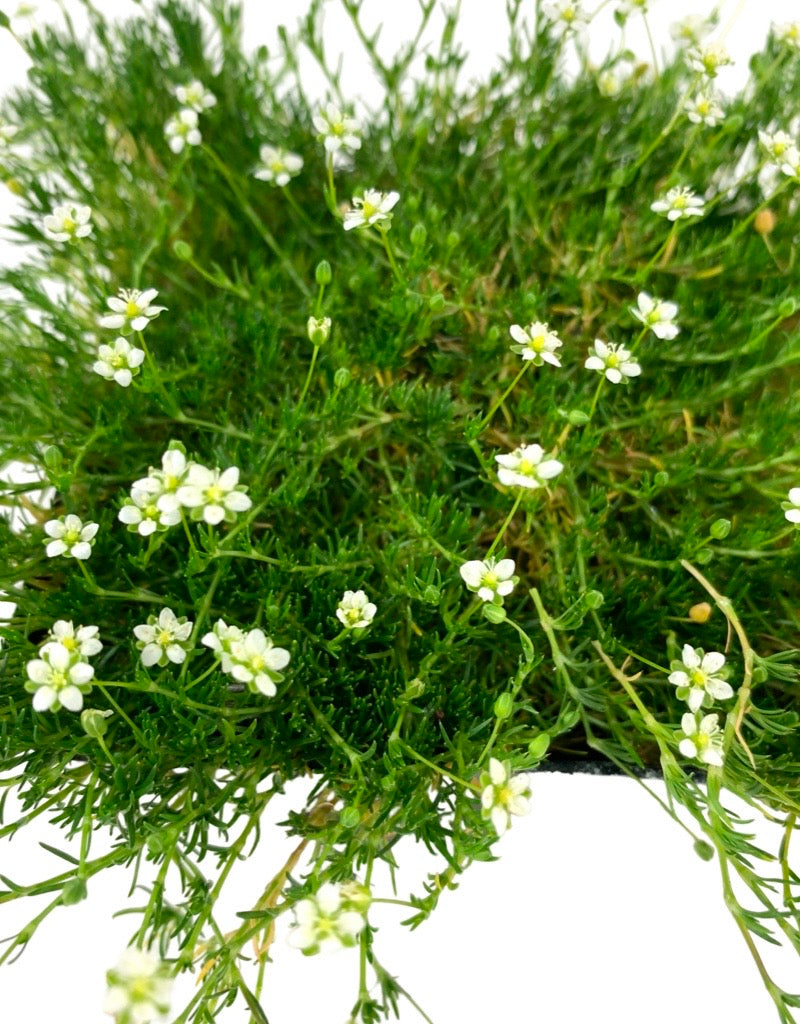 Sagina subulata