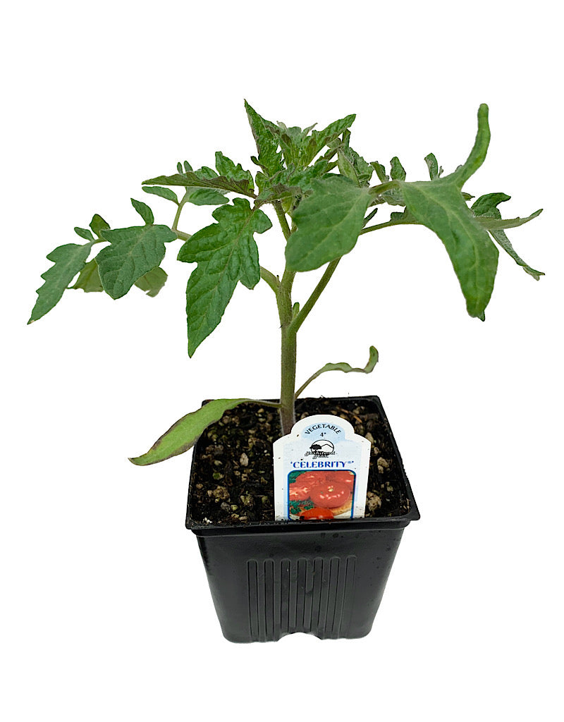 Tomato 'Celebrity'
