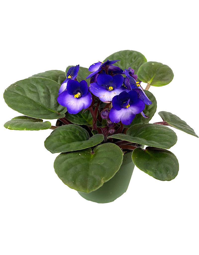 Saintpaulia ionantha