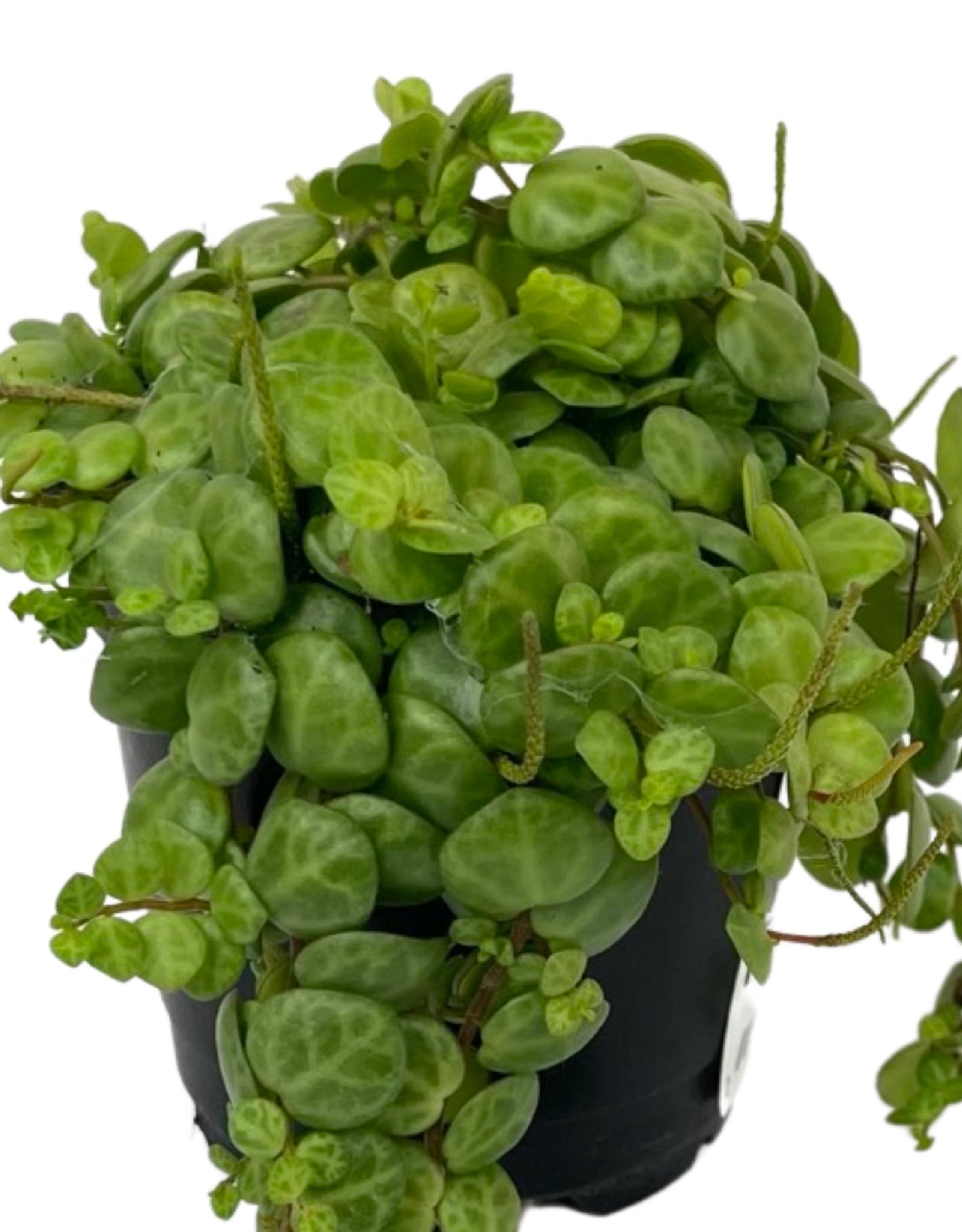 Peperomia prostrata 'String of Turtles'