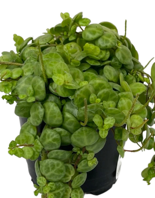 Peperomia prostrata 'String of Turtles'