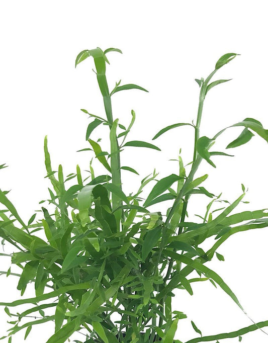 Homalocladium 'Ribbon Bush' - 1 gal - The Garden Corner