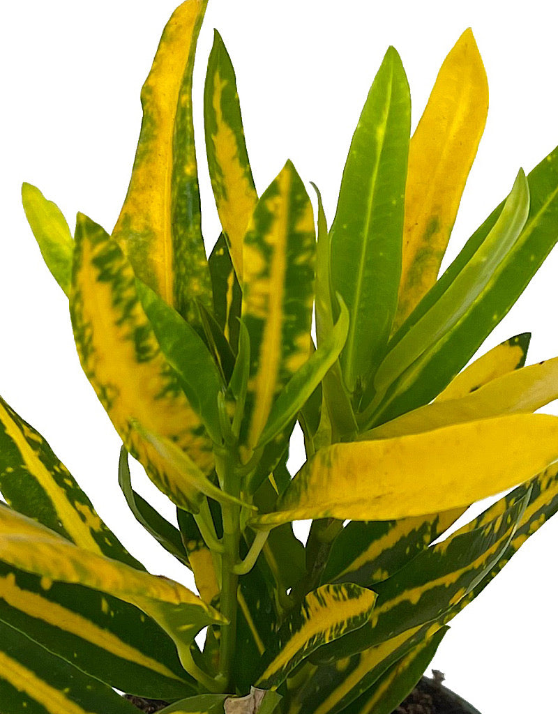 Codiaeum 'Sunny Star' 4 inch