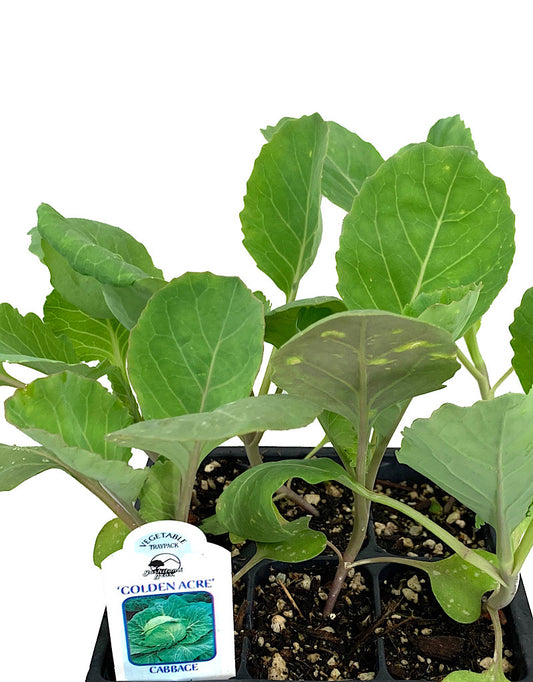 Cabbage 'Golden Acre' Traypack