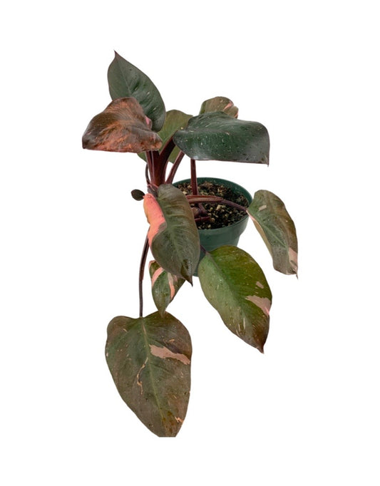 Philodendron erubescens var.  Pink Princess