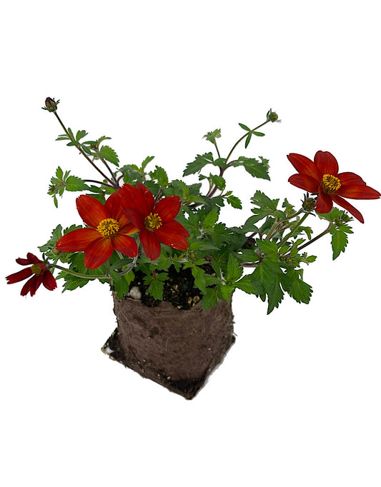 Bidens 'Bidyboom Red'