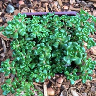 Sedum oreganum 4 Inch - The Garden Corner