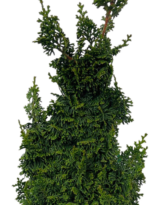 Chamaecyparis obtusa 'Gemstone' 6 Inch