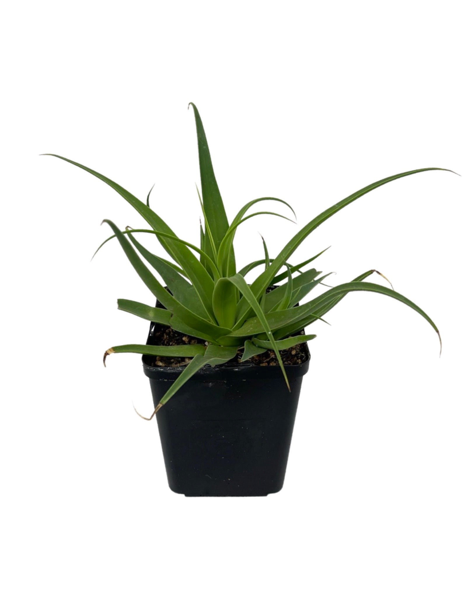 Agave bracteosa 'Calamar' – The Garden Corner