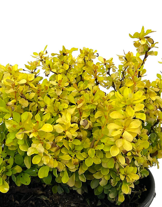 Berberis thunbergii 'Golden Jackpot® Joyce'